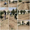 عملیات کشاورزی دانشجویان در مزرعه گیاهان دارویی