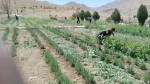 کاشت  گیاهان دارویی