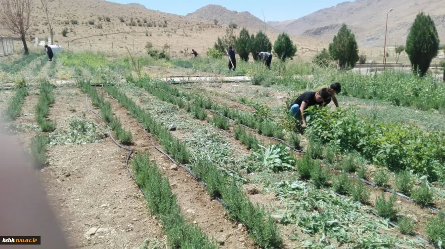 کاشت  گیاهان دارویی
