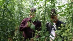 برداشت گوجه از گلخانه اموزشکده