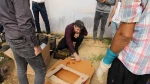 برداشت گوجه از گلخانه اموزشکده